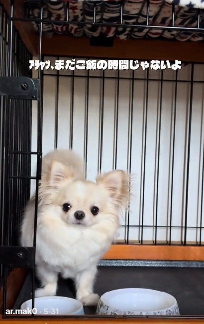 話を聞くわんこ