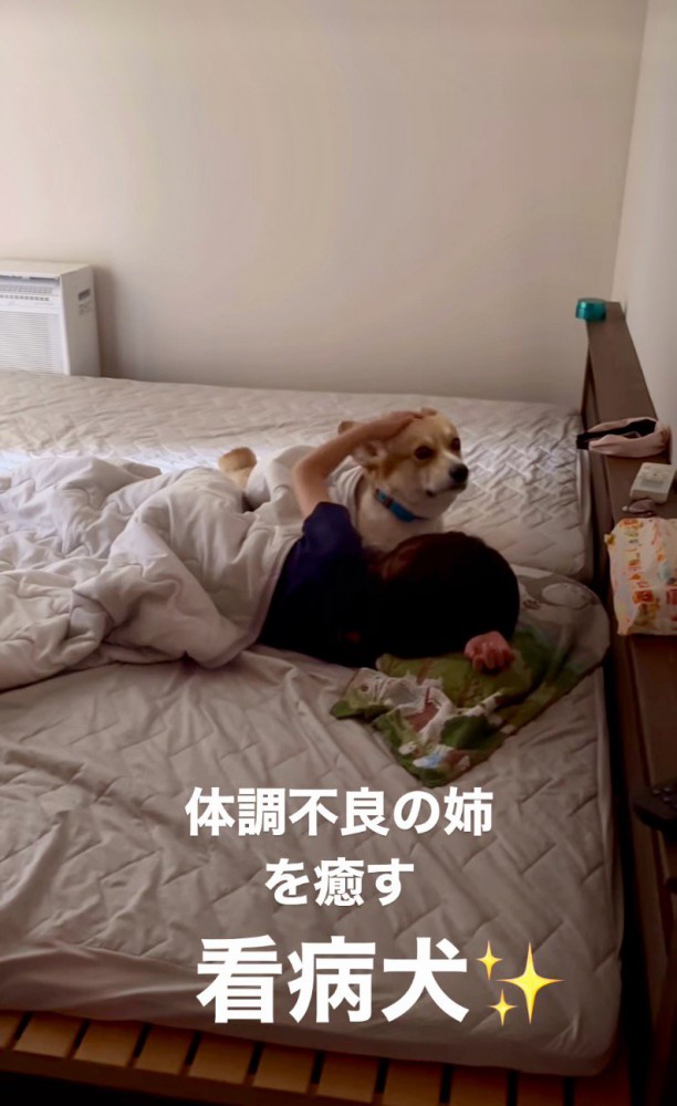 こちらを向く犬