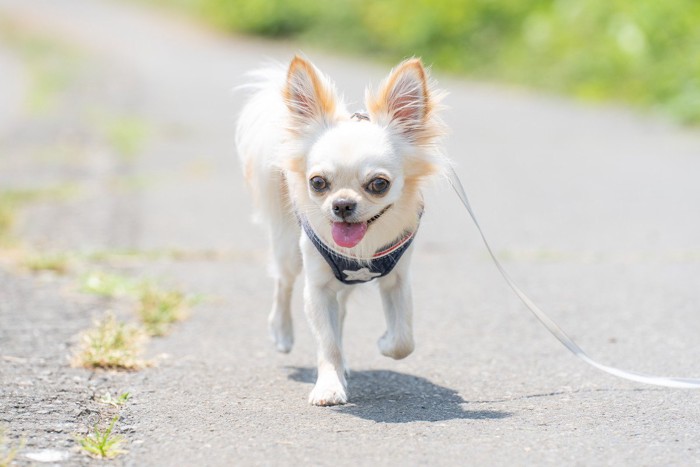 小型犬の散歩