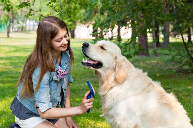 外でブラッシング中の大型犬