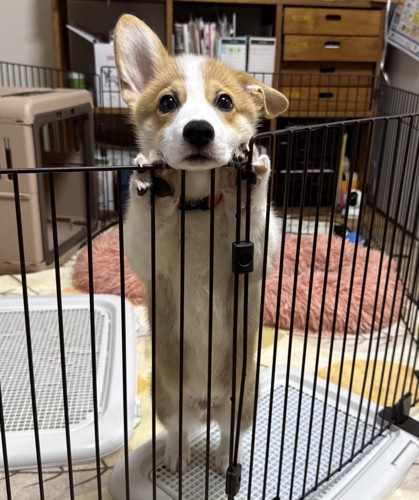 コーギー