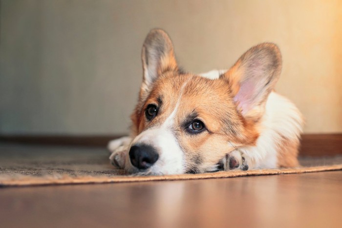 伏せの状態でこちらを見る犬