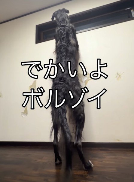 まるで人間のような後ろ姿