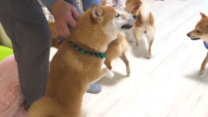 お兄ちゃんが帰省した時の豆柴4兄妹8