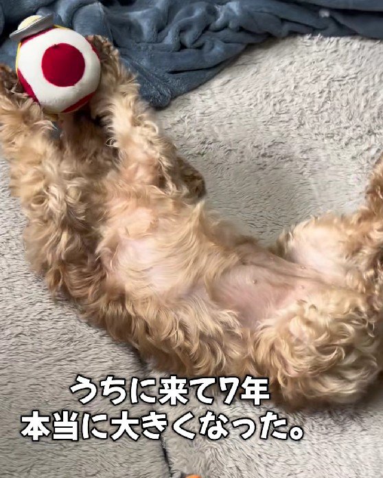 元気いっぱいなわんこに！