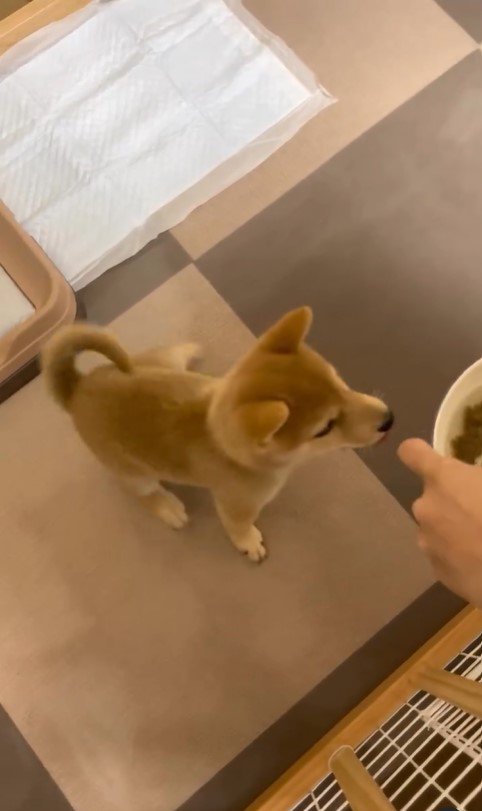 えだまめ君の初めての「待て」7