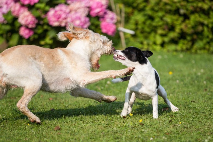 2匹の犬