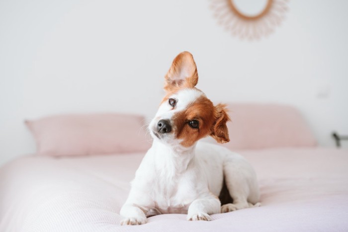ベッドで首を傾げる犬