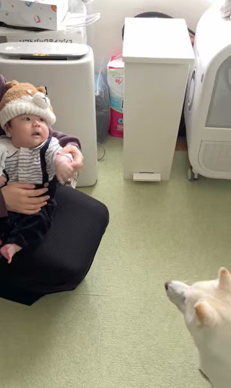 おまめちゃんと赤ちゃんの別れ7