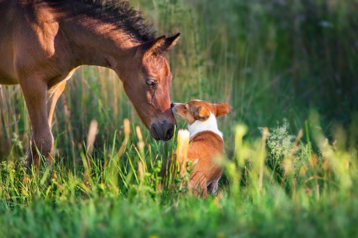 挨拶し合う馬と犬