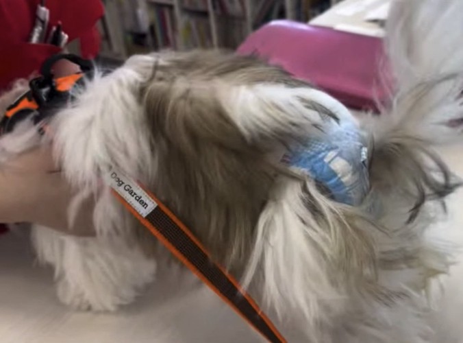 トリマーの匂いを嗅ぐ犬