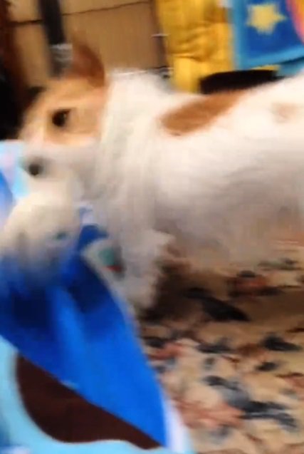 悪ガキだったミントちゃん