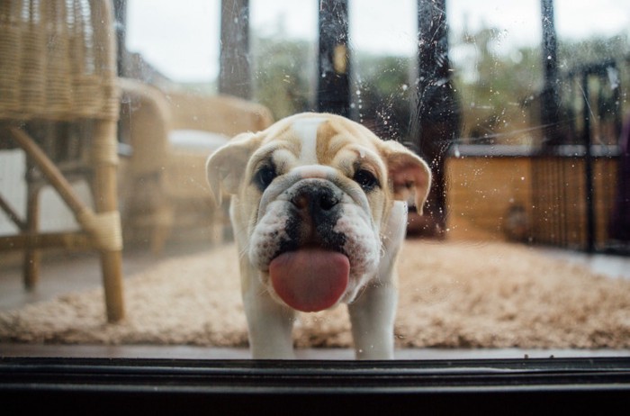 舌なめずりする犬