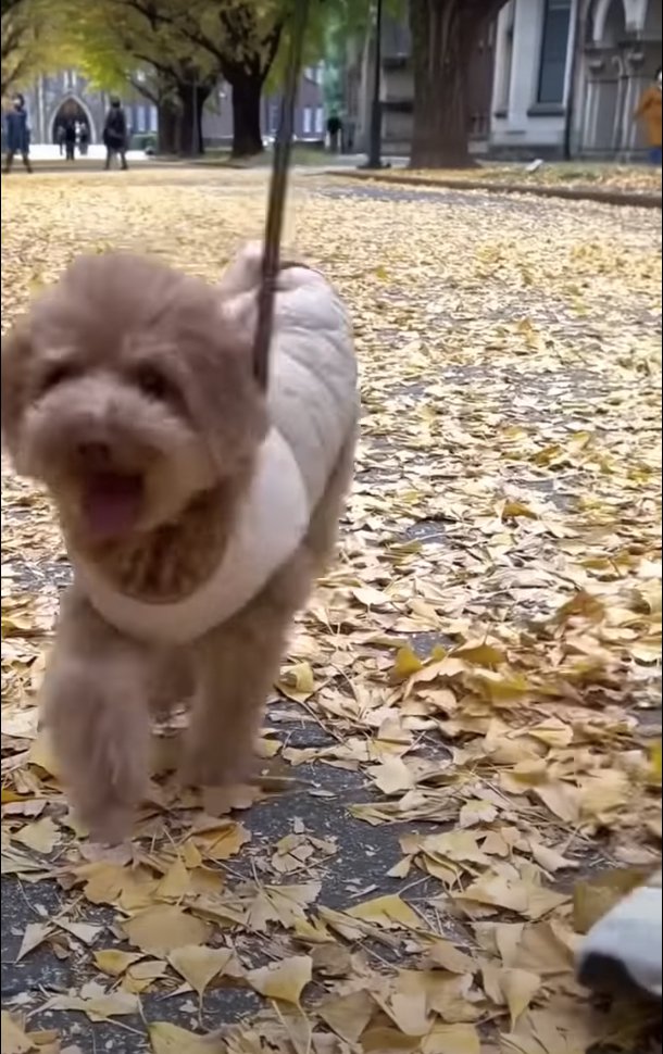 笑顔の犬