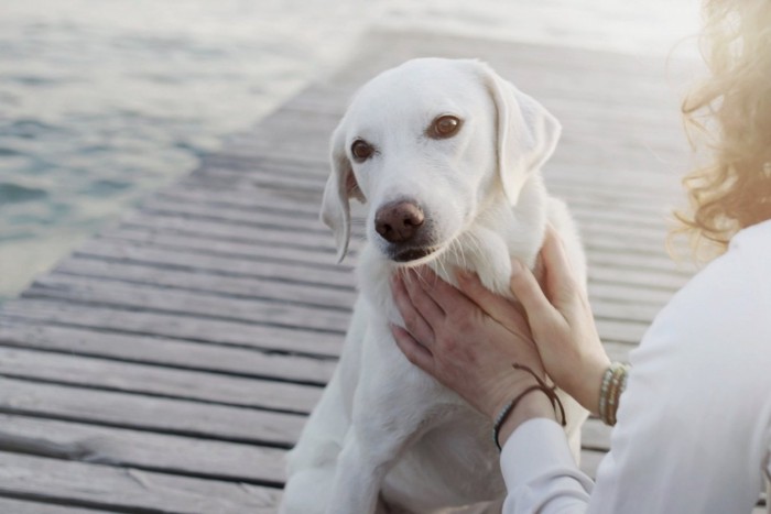 頭を撫でられそうな犬