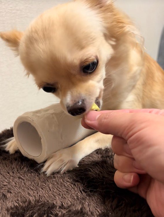 トイレットペーパーを守るジョルノちゃん4