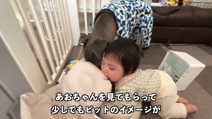 とっても心豊かで愛情深い犬種！