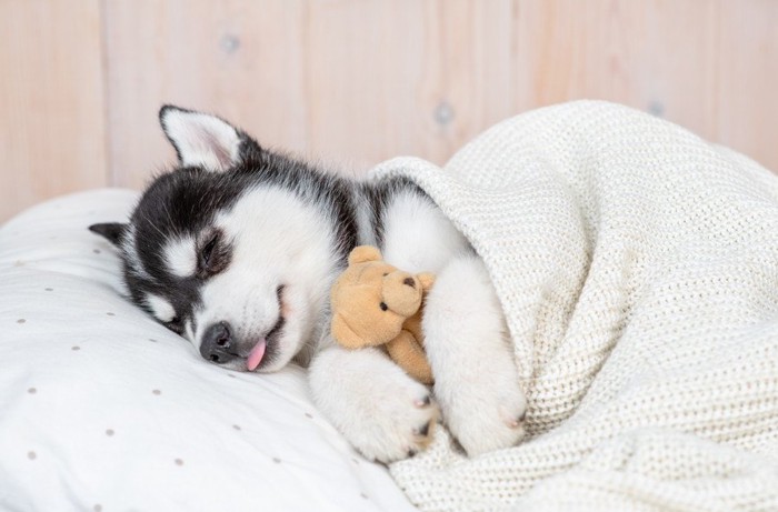 ハスキーの子犬