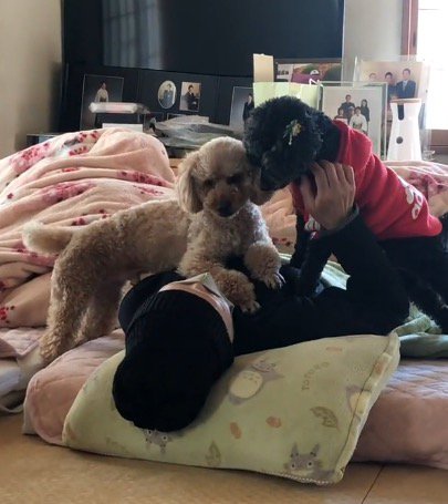 布団で横になっている女性の胸の上に前足を乗せる2頭のいぬ