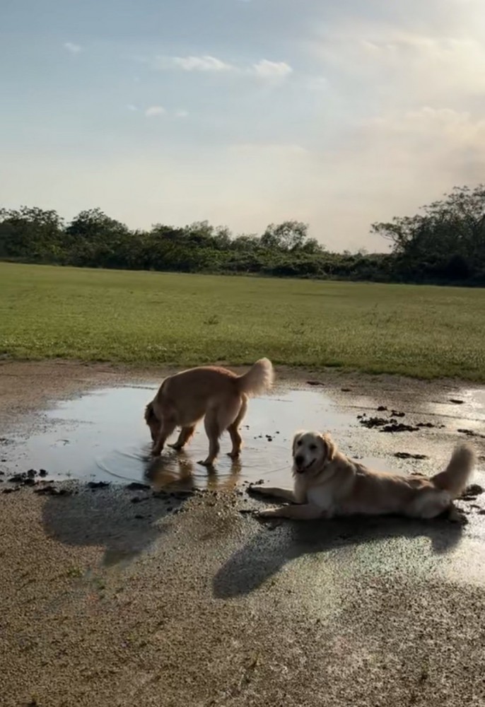泥の中で遊ぶ大型犬