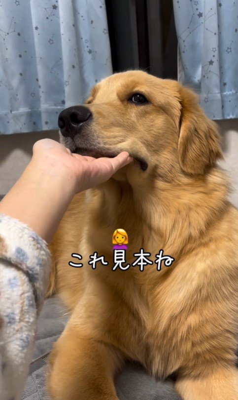 上を向いてほしい飼い主さんVSモンガータくん7