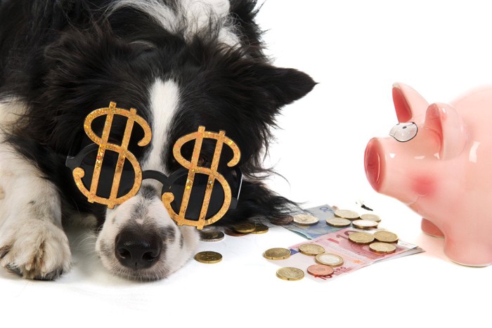犬とお金と貯金箱