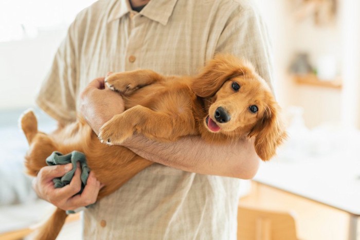 仰向けで抱っこされる犬