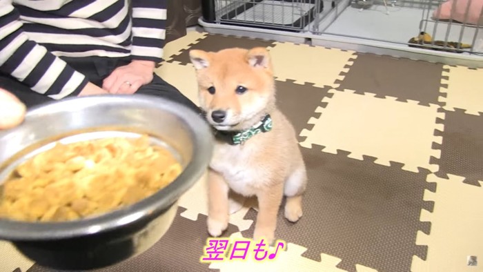 ご飯を見ながら座る柴犬と女性