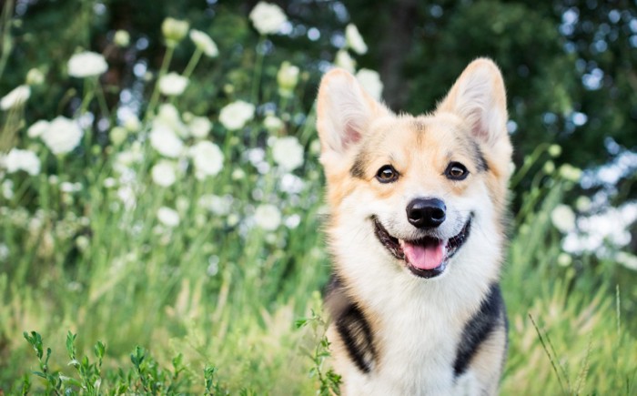 自然の中で穏やかな表情を見せる犬