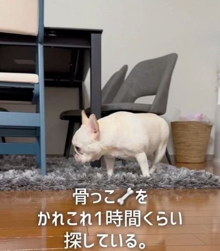 おやつを探す犬