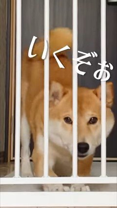 ゲートの内側で腰を上げる犬