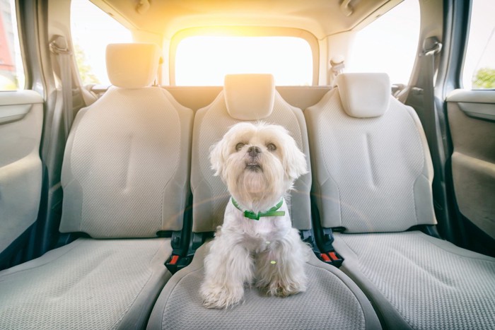 車の座席に座る白い犬