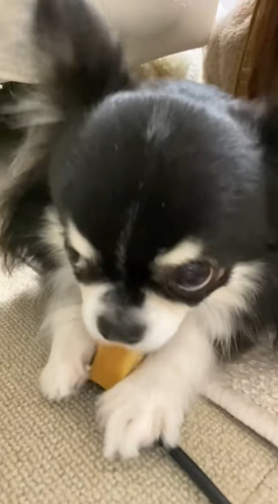 おやつを食べる黒白の犬