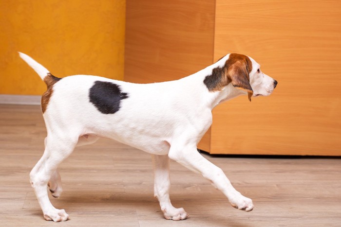 歩いている犬