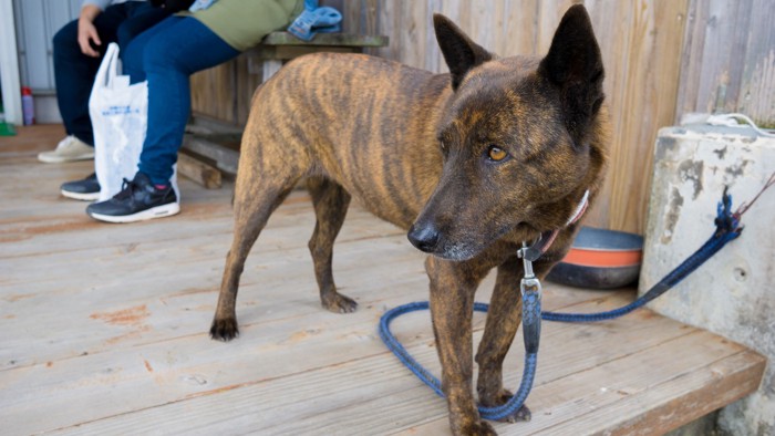 どこかを見つめるリードを着けた琉球犬