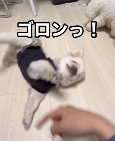 指示で寝転がるペキニーズ