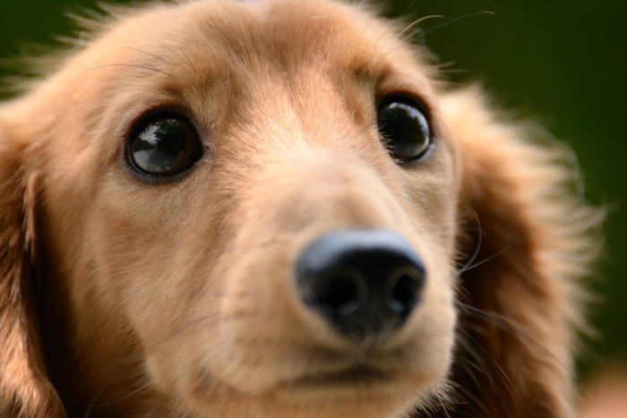 じっと見つめる犬