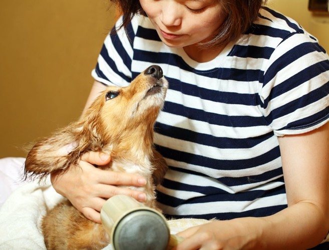 ドライヤーで乾かされながら飼い主を見つめるダックスフンド