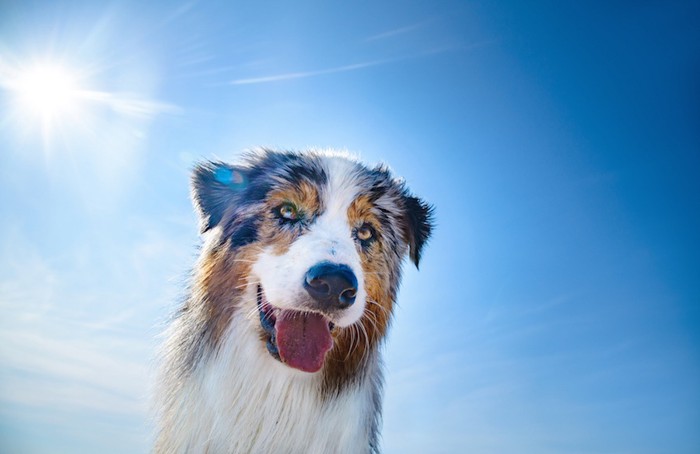 太陽の光と犬