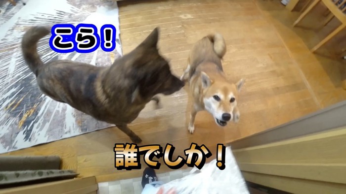 翌日も吠えまくり!