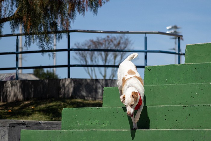 階段を降りる白い犬