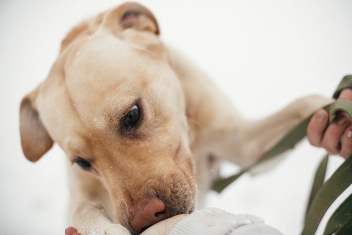 人の手の匂いを熱心に嗅ぐ犬