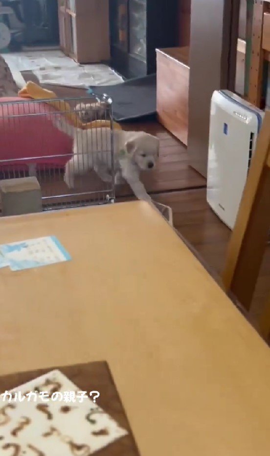 子犬たちが行列に！