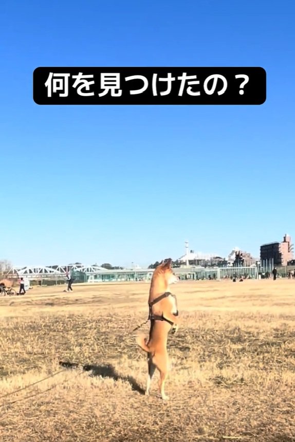 2本足で立つごぅちゃん