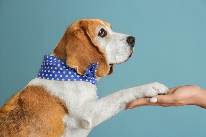 青水玉のバンダナをしたお手をする犬