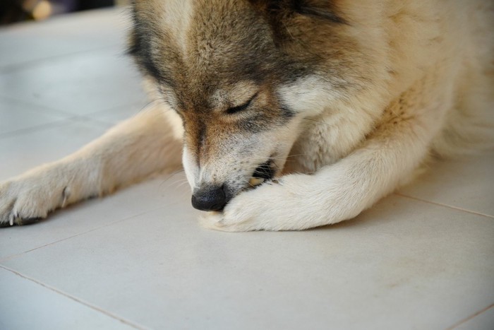 肉球を舐める犬
