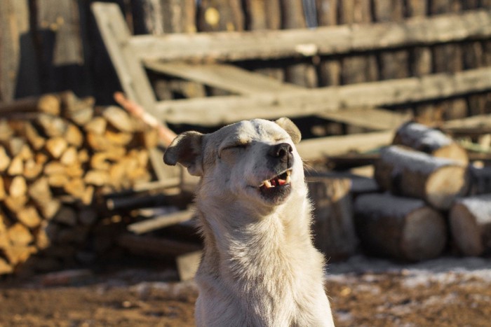 眩しそうな表情の犬