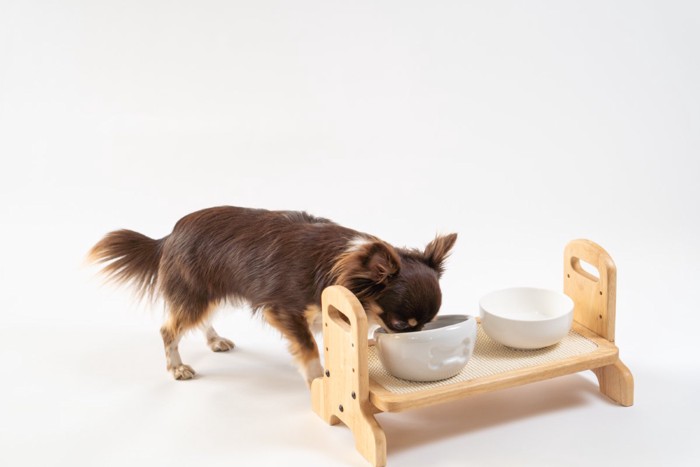 台に食器を置いて食べる犬