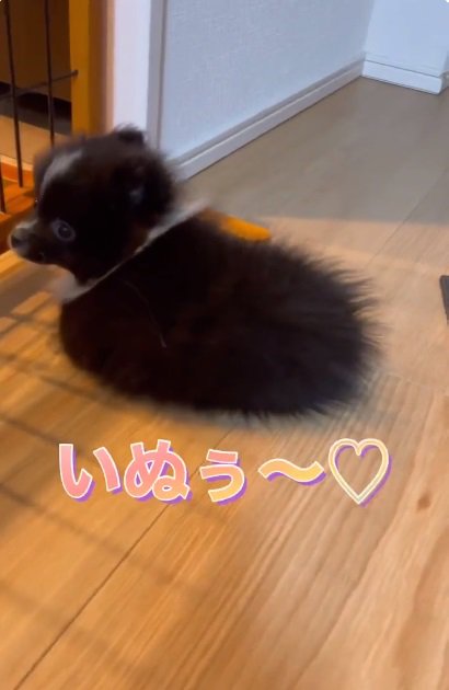 毛玉みたいだったレイくん