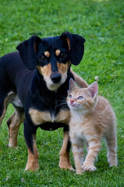 犬と猫